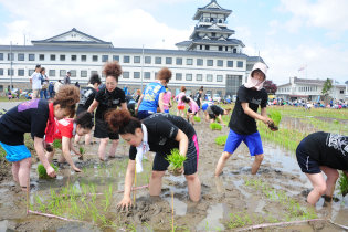 田植えの様子